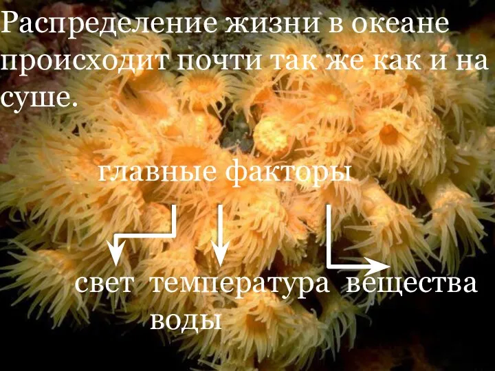 Распределение жизни в океане происходит почти так же как и на суше. главные