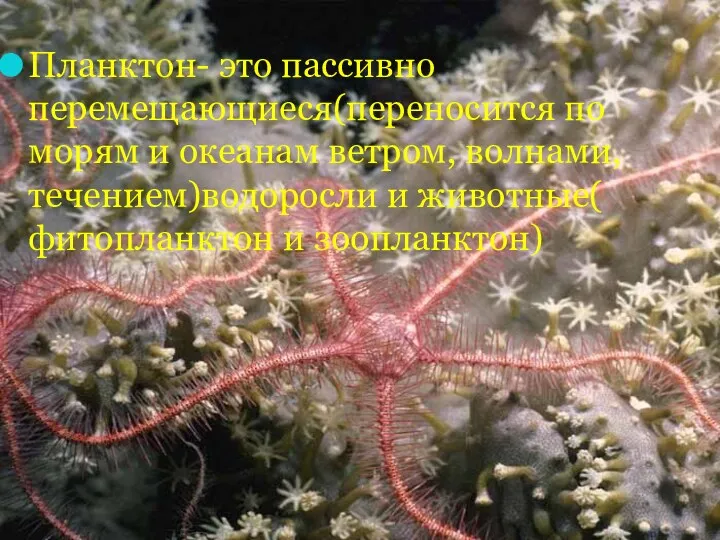 Планктон- это пассивно перемещающиеся(переносится по морям и океанам ветром, волнами, течением)водоросли и животные( фитопланктон и зоопланктон)