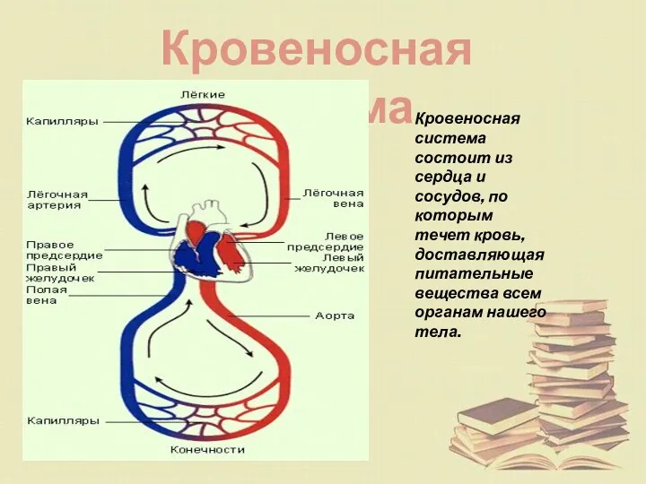 Кровеносная система Кровеносная система состоит из сердца и сосудов, по