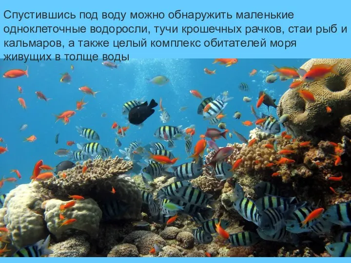 Спустившись под воду можно обнаружить маленькие одноклеточные водоросли, тучи крошечных