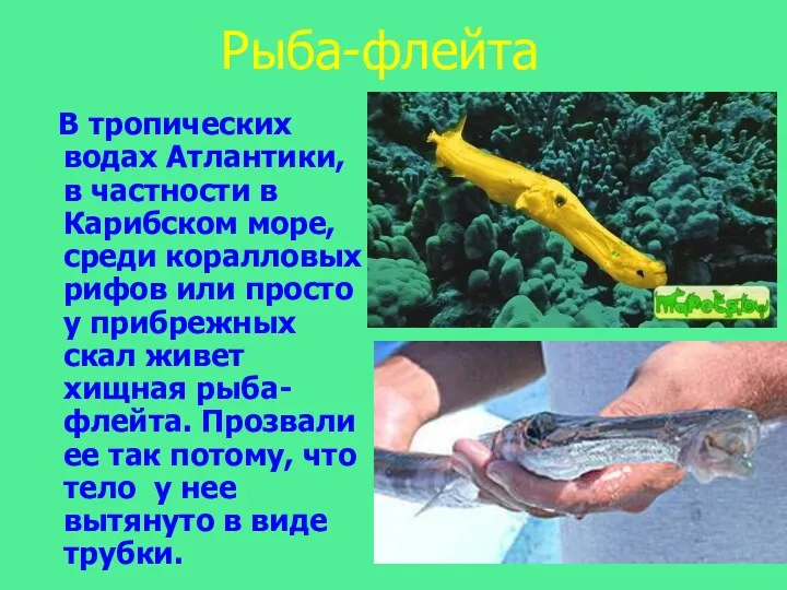 Рыба-флейта В тропических водах Атлантики, в частности в Карибском море,