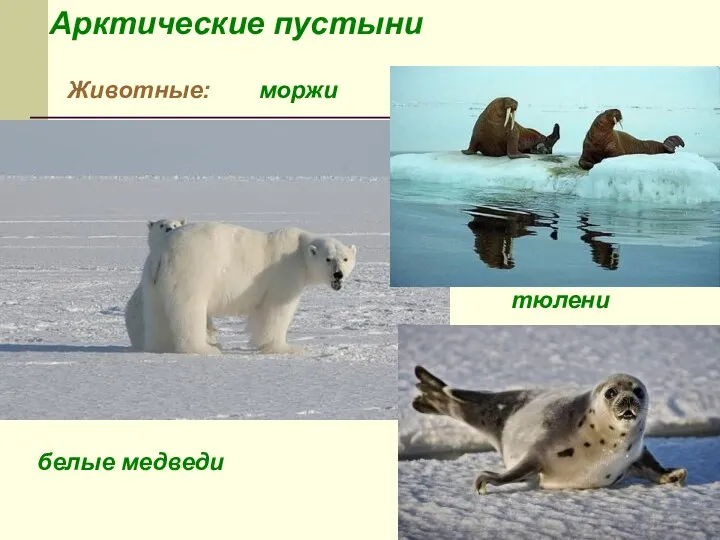 Арктические пустыни Животные: белые медведи тюлени моржи