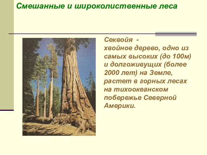 Смешанные и широколиственные леса Секвойя - хвойное дерево, одно из