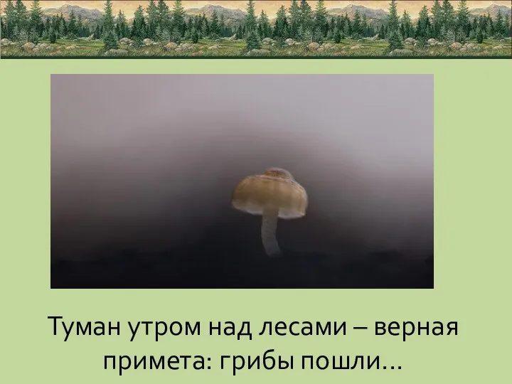 Туман утром над лесами – верная примета: грибы пошли...