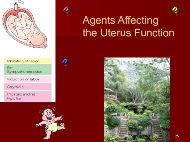 Agents Affecting the Uterus Function