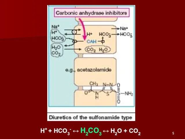 H+ + HCO3- ↔ H2CO3 ↔ H2O + CO2