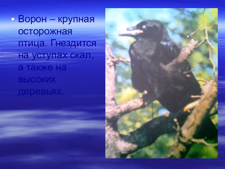 Ворон – крупная осторожная птица. Гнездится на уступах скал, а также на высоких деревьях.