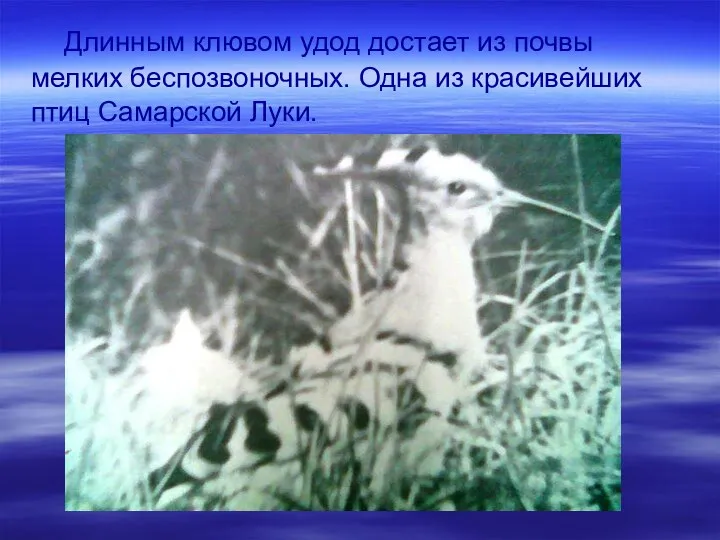 Длинным клювом удод достает из почвы мелких беспозвоночных. Одна из красивейших птиц Самарской Луки.