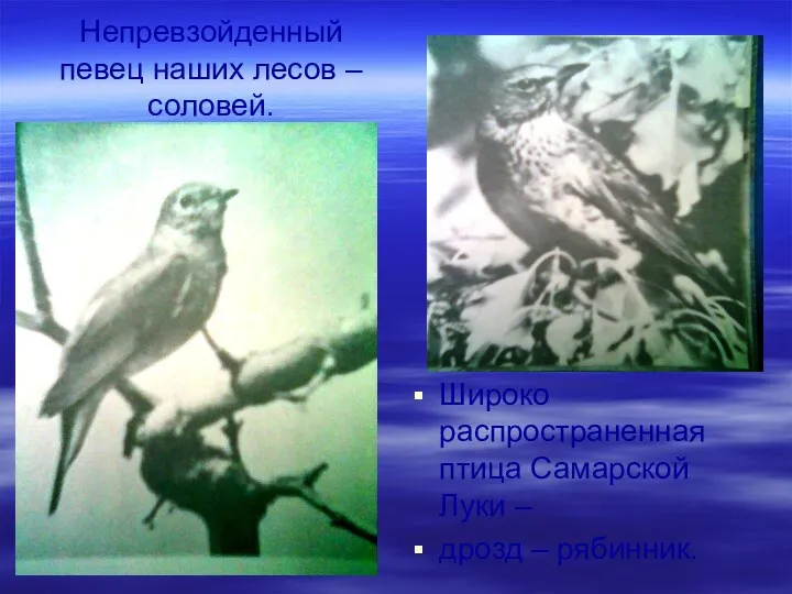 Непревзойденный певец наших лесов – соловей. Широко распространенная птица Самарской Луки – дрозд – рябинник.