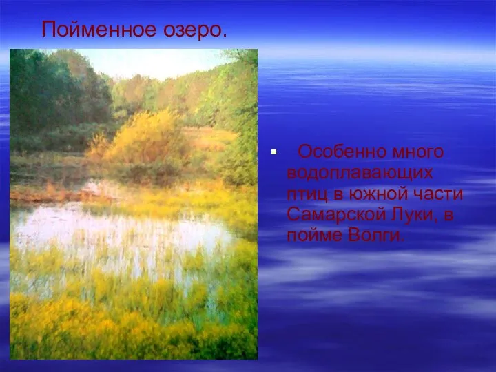 Пойменное озеро. Особенно много водоплавающих птиц в южной части Самарской Луки, в пойме Волги.