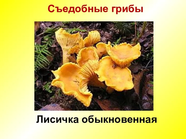 Съедобные грибы Лисичка обыкновенная