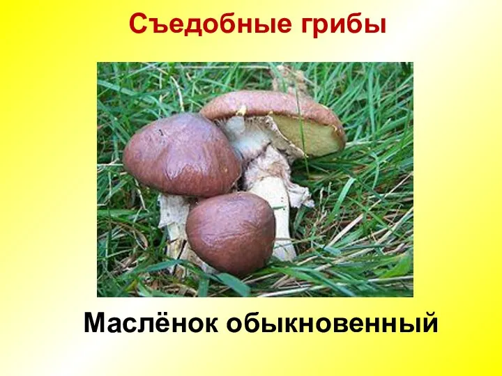 Съедобные грибы Маслёнок обыкновенный