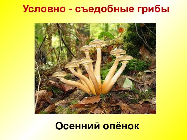 Условно - съедобные грибы Осенний опёнок