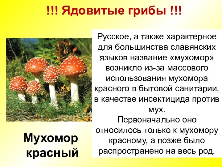 !!! Ядовитые грибы !!! Мухомор красный Русское, а также характерное