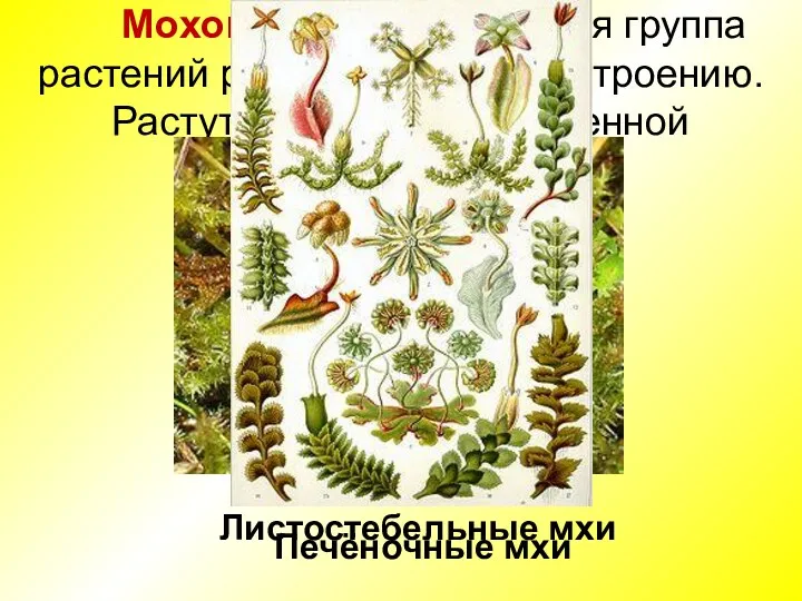 Моховидные – обширная группа растений разнообразных по строению. Растут в