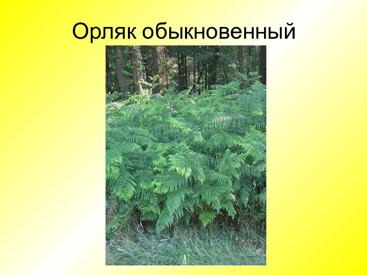 Орляк обыкновенный