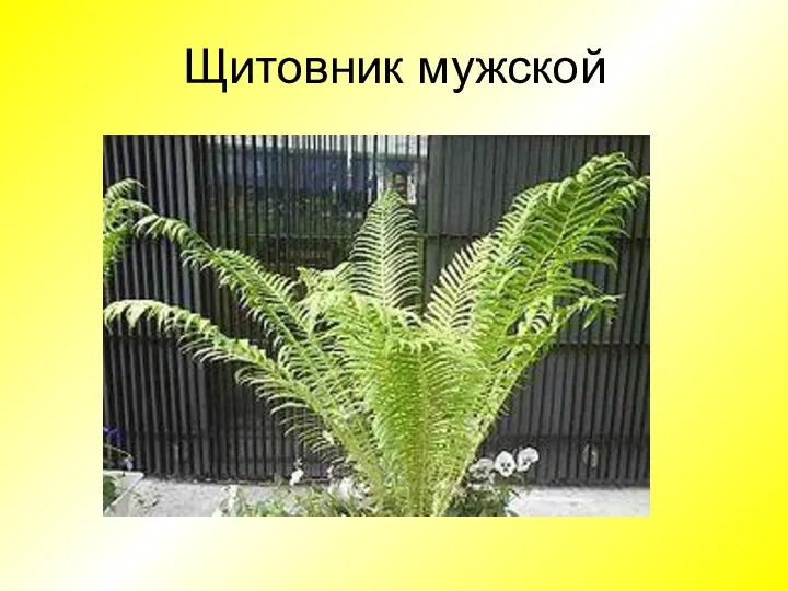 Щитовник мужской