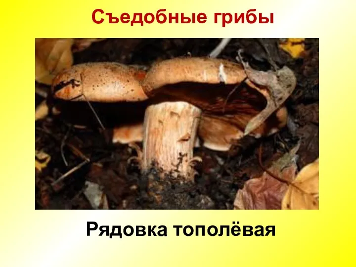 Съедобные грибы Рядовка тополёвая