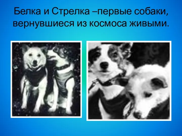 Белка и Стрелка –первые собаки, вернувшиеся из космоса живыми.
