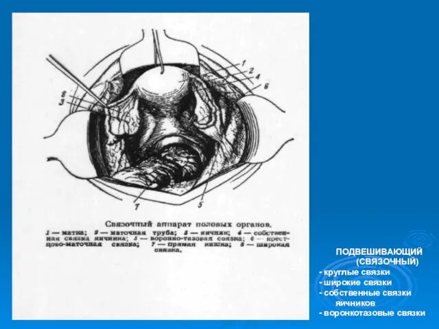 ANTEVERSIO — наклонение кпереди ANTEFLEXIO — тупой угол кпереди Матка