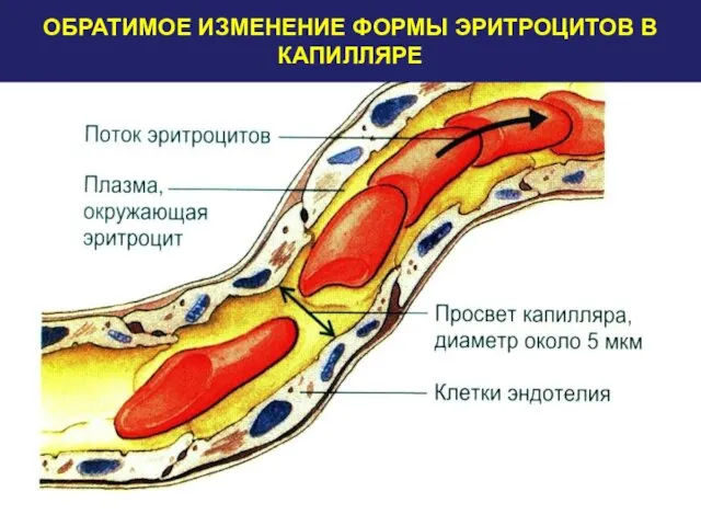 ОБРАТИМОЕ ИЗМЕНЕНИЕ ФОРМЫ ЭРИТРОЦИТОВ В КАПИЛЛЯРЕ