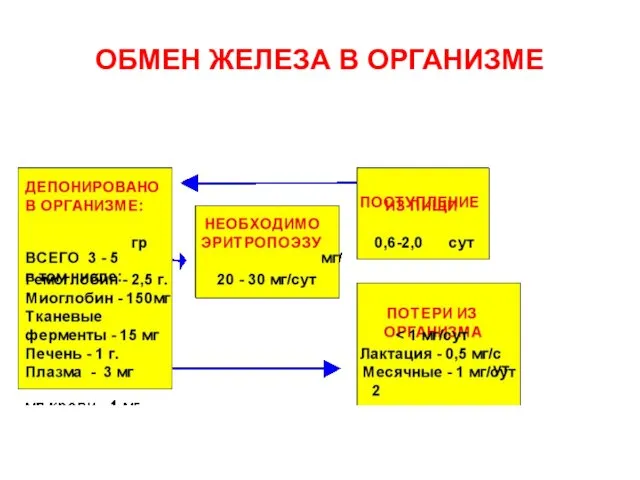 ОБМЕН ЖЕЛЕЗА В ОРГАНИЗМЕ