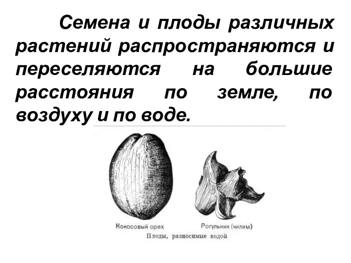 Семена и плоды различных растений распространяются и переселяются на большие