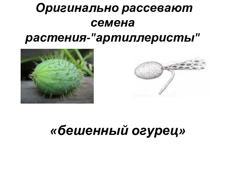 Оригинально рассевают семена растения-"артиллеристы" «бешенный огурец»