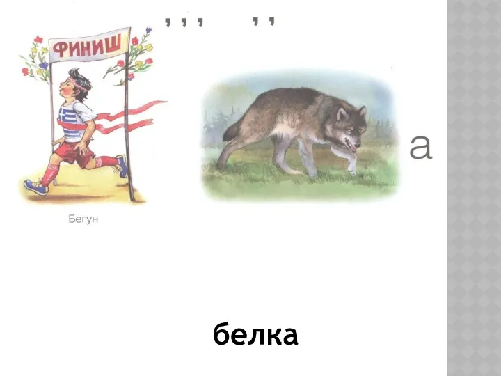 белка