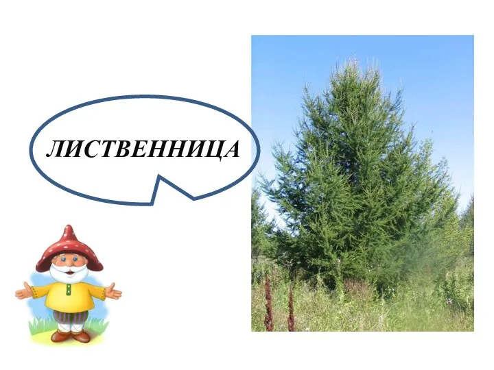 ЛИСТВЕННИЦА