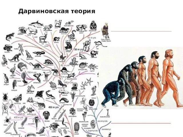 Дарвиновская теория Дарвиновская теория