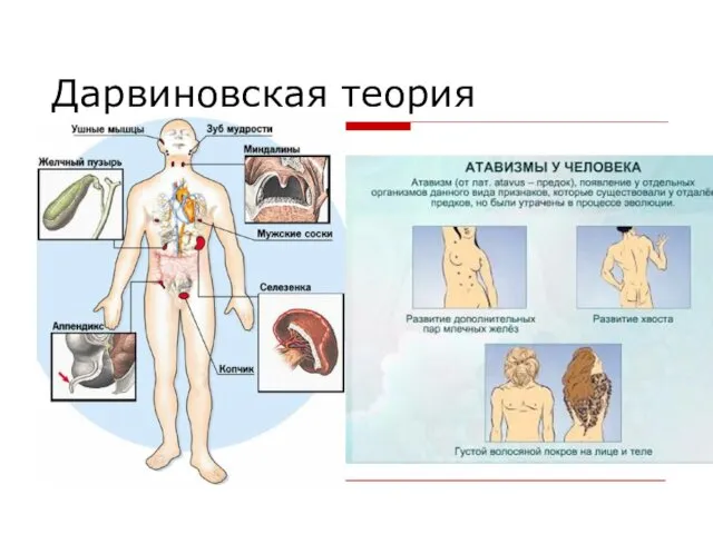 Дарвиновская теория