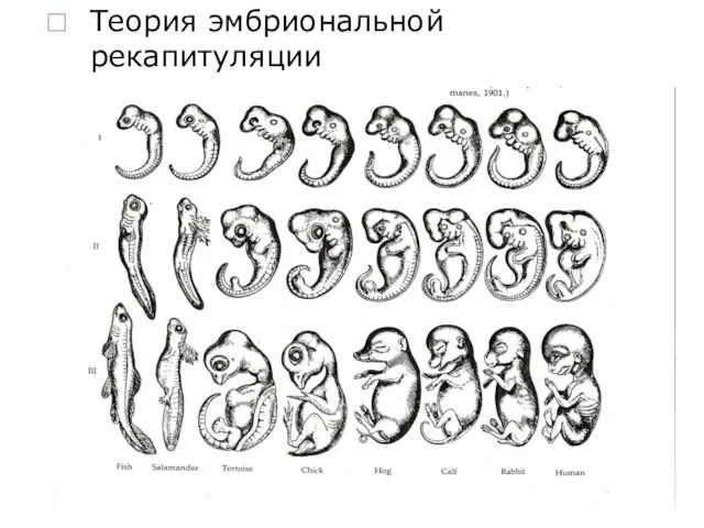 Теория эмбриональной рекапитуляции