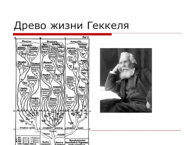 Древо жизни Геккеля