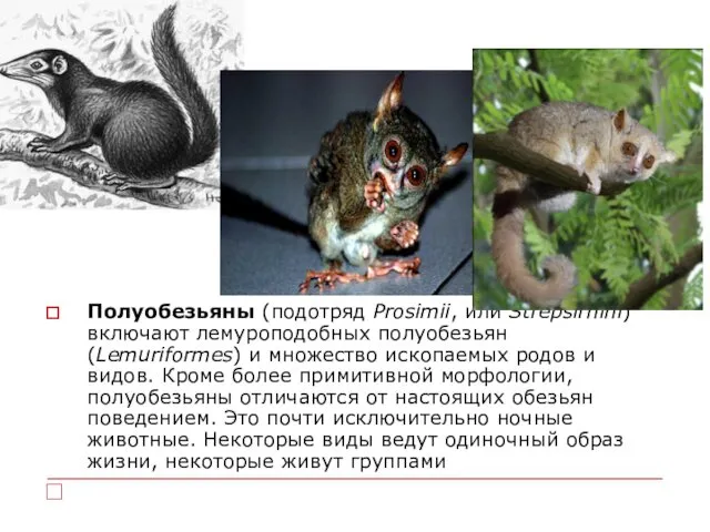 Полуобезьяны (подотряд Prosimii, или Strepsirhini) включают лемуроподобных полуобезьян (Lemuriformes) и множество ископаемых родов