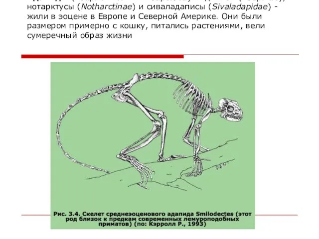 Адапиды (Adapiformes или Adapoidea) - адаписы (Adapinae), нотарктусы (Notharctinae) и сиваладаписы (Sivaladapidae) -