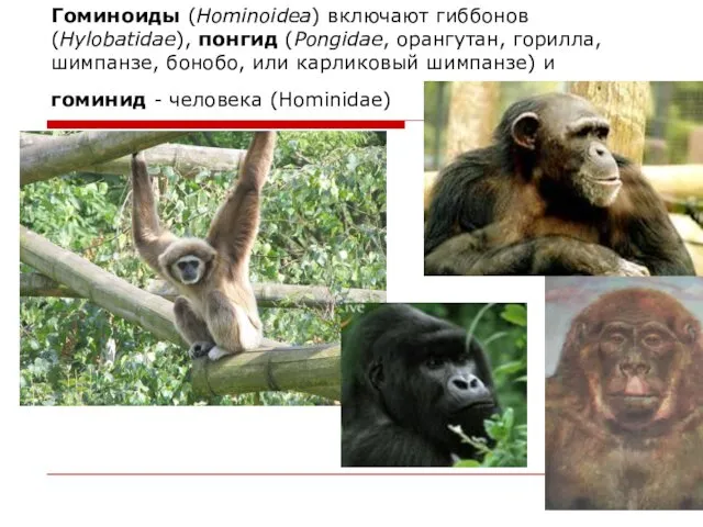 Гоминоиды (Hominoidea) включают гиббонов (Hylobatidae), понгид (Pongidae, орангутан, горилла, шимпанзе, бонобо, или карликовый