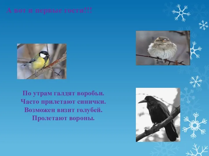 . По утрам галдят воробьи. Часто прилетают синички. Возможен визит