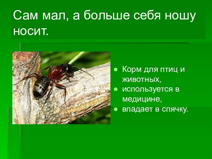 Сам мал, а больше себя ношу носит. Корм для птиц и животных, используется