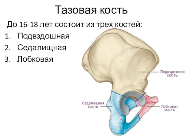 Тазовая кость До 16-18 лет состоит из трех костей: Подвздошная Седалищная Лобковая