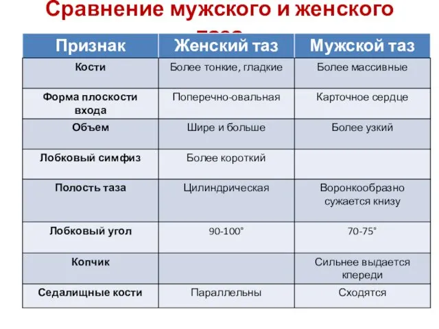 Сравнение мужского и женского таза