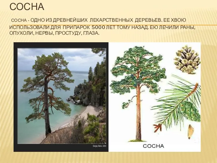 Сосна Сосна - одно из древнейших лекарственных деревьев. Ее хвою использовали для припарок