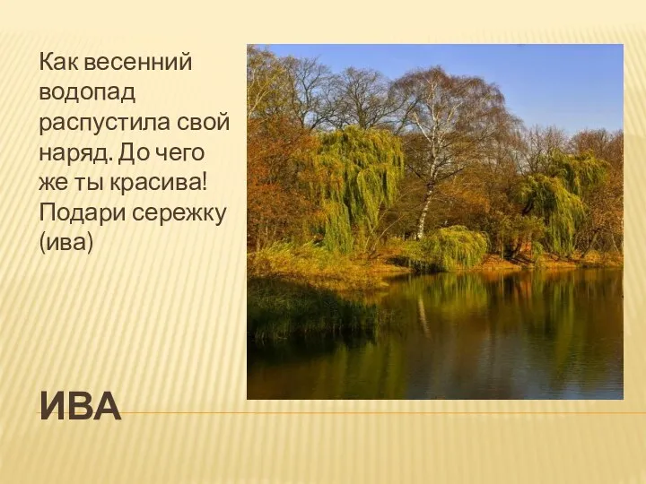 Ива Как весенний водопад распустила свой наряд. До чего же ты красива! Подари сережку (ива)