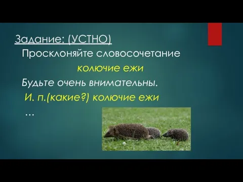 Задание: (УСТНО) Просклоняйте словосочетание колючие ежи Будьте очень внимательны. И. п.(какие?) колючие ежи …