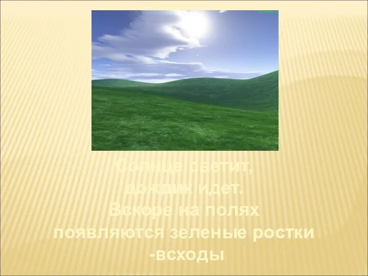 Солнце светит, дождик идет. Вскоре на полях появляются зеленые ростки -всходы