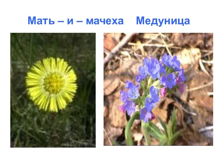 Мать – и – мачеха Медуница