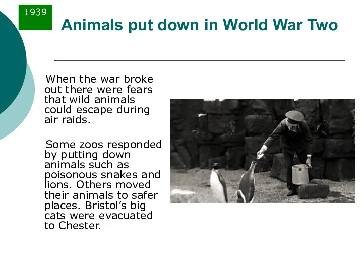 Animals put down in World War Two When the war