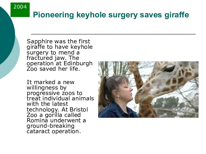 Pioneering keyhole surgery saves giraffe Sapphire was the first giraffe