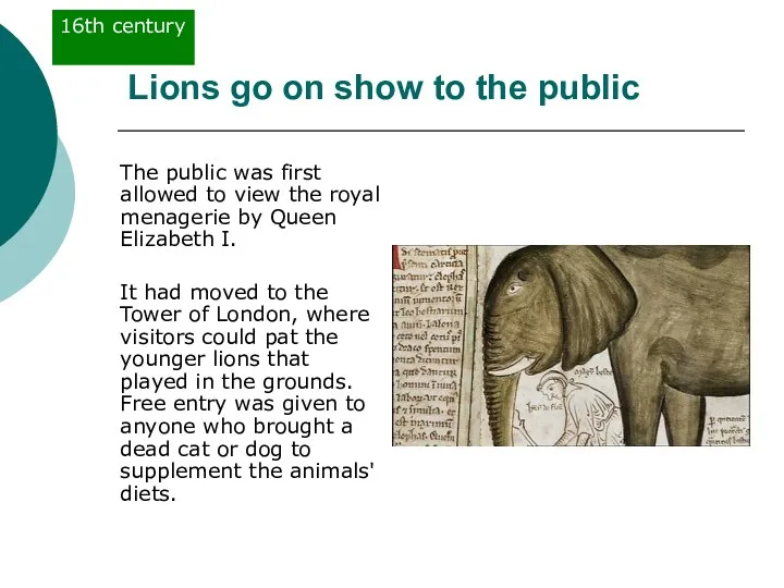 Lions go on show to the public The public was