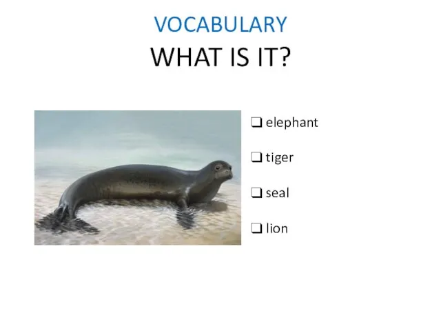VOCABULARY WHAT IS IT? elephant tiger seal lion